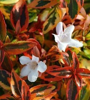 Linnaea, Glossy Abelia Kaleidoscope