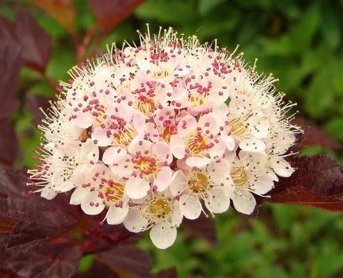 Physocarpus, Ninebark Mindia
