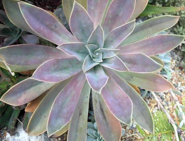 Graptoveria Fred Ives