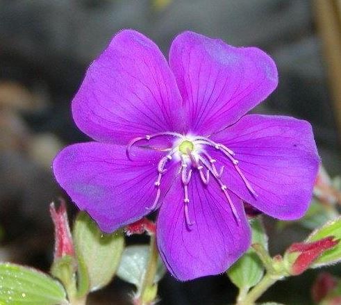 Tibouchina, Glory Flower, Princess Flower Athens Blue