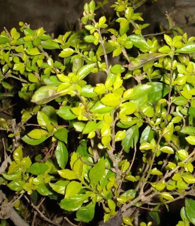 Duranta, Golden Dew Drop, Pigeon Berry, Sky Flower Aurea