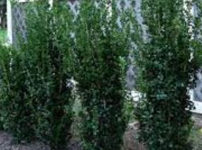 Buxus, Common Boxwood, American Boxwood Monrue