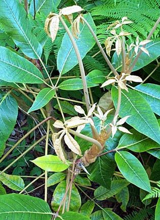 Schefflera Species, Delavays Schefflera, Hardy Schefflera
