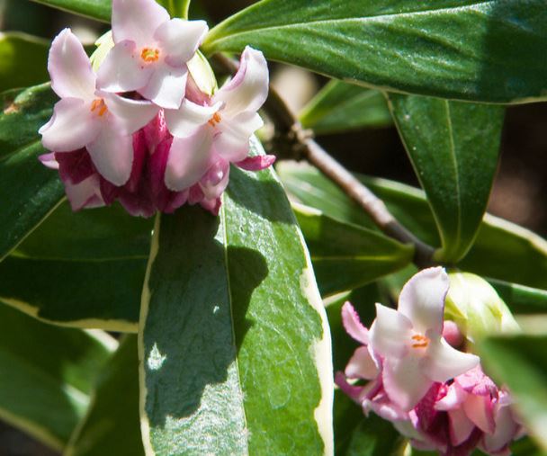 Daphne, Fragrant Daphne, Variegated Winter Daphne Marginata