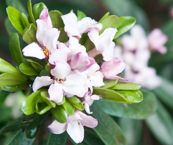Daphne Eternal Fragrance