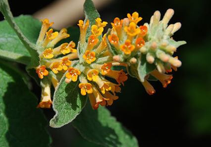 Buddleja, Butterfly Bush, Summer Lilac Orange Sceptre