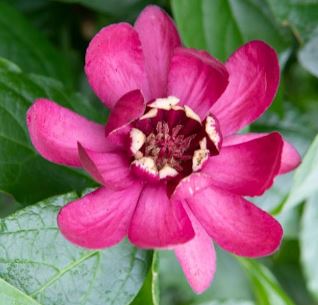 Sweetshrub Aphrodite