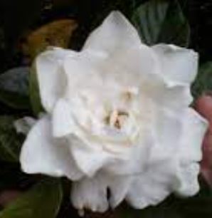Gardenia, Cape Jasmine, Gandharaj Summer Snow