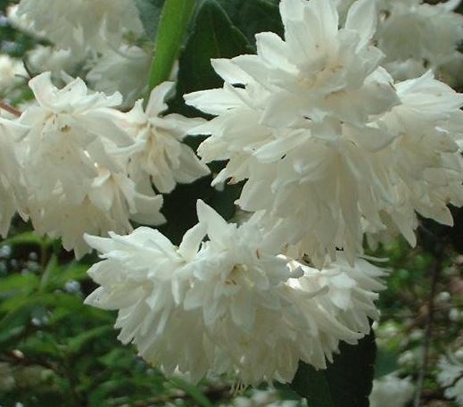 Deutzia Species, Fuzzy Deutzia, Fuzzy Pride of Rochester