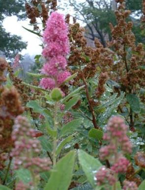 Spiraea Species, Steeplebush, Fernald Hardhack