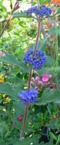 Caryopteris Species, Autumn Blue Spiraea, Bluebeard, California Lilac