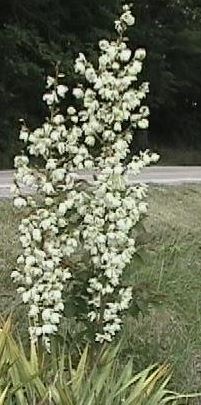 Flaccid Leaf Yucca