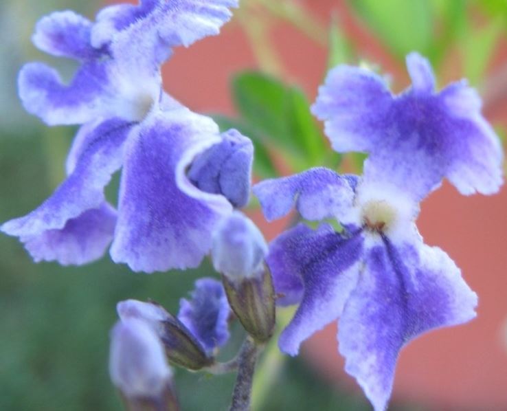 Duranta Species, Brazilian Sky Flower