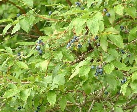 Vaccinium Species, American Blueberry, Highbush Blueberry, Tall Blueberry