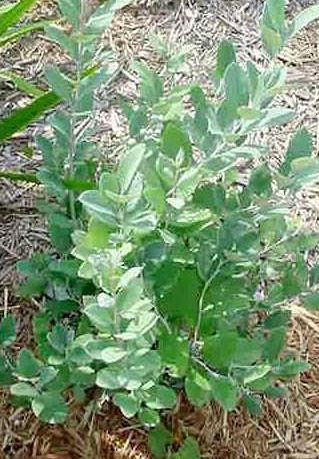 Zenobia Species, Dusty Zenobia, Honeycup