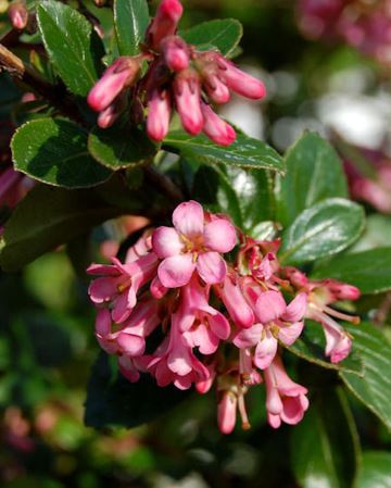 Escallonia Pink Princess