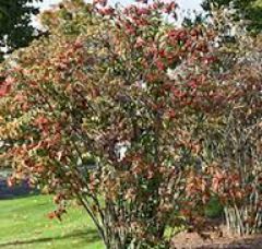 Viburnum Species, Tea Viburnum