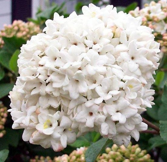 Viburnum Hybrid, Judd Viburnum