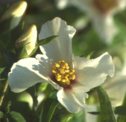 Philadelphus, Mock Orange Belle Etoile