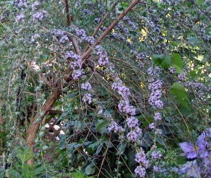 Buddleja Species, Alternate-Leaf Butterfly Bush, Fountain Butterfly Bush