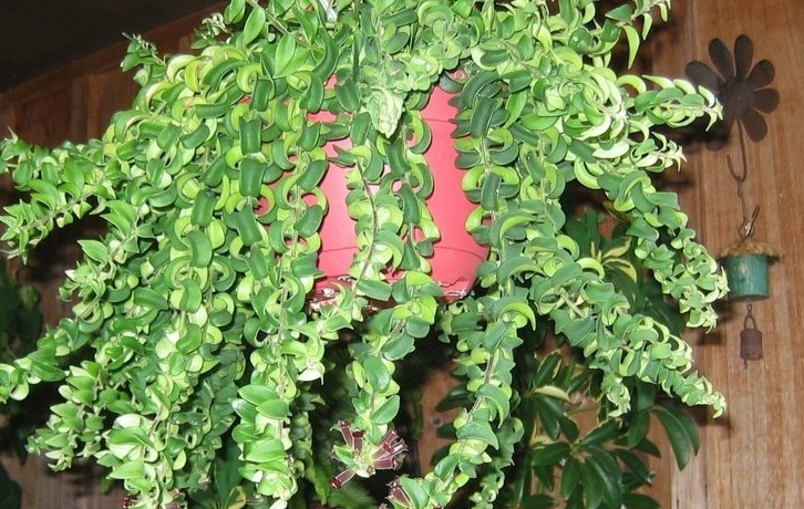 Aeschynanthus, Basket Vine, Lipstick Plant Rasta