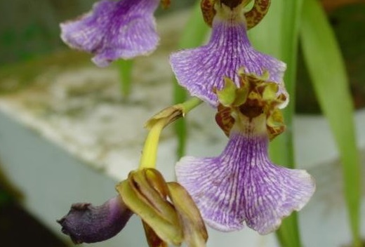 Species Orchid, Caper bean, Zygopetalum