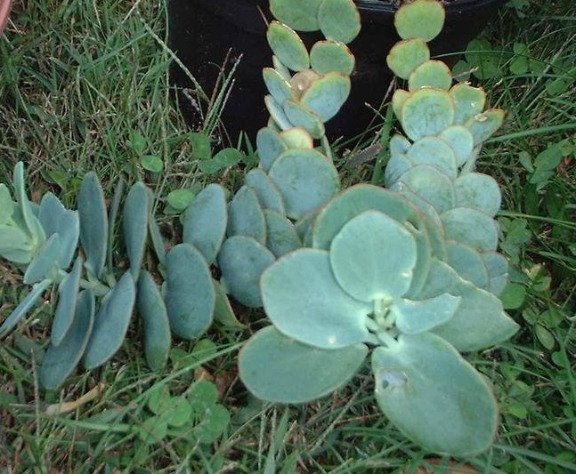 Kalanchoe Species, Marniers Kalanchoe