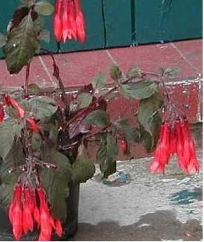 Honeysuckle Fuchsia Coralle