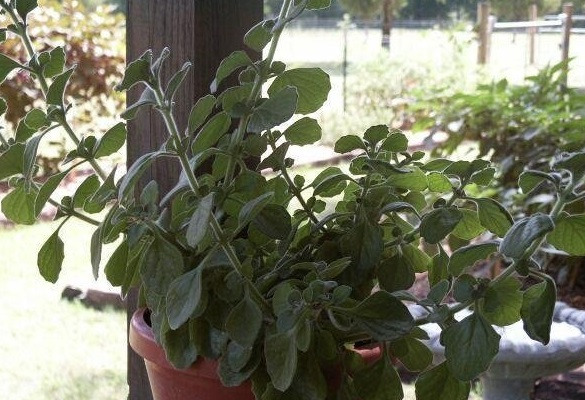 Plectranthus Species, Purple Swedish Ivy, Vicks Plant