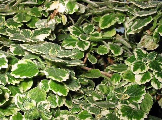 Plectranthus, Variegated Mintleaf Variegated Mintleaf