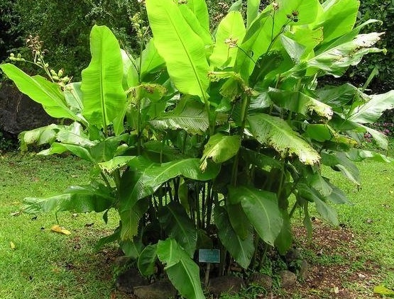 Canna, Canna Lily, Indian Shot Anchiras