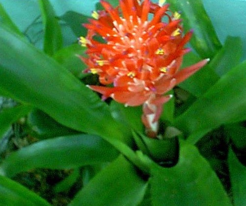 Quesnelia Bromeliad Rose