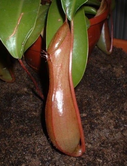 Nepenthes Natural Hybrid, Pitcher Plant