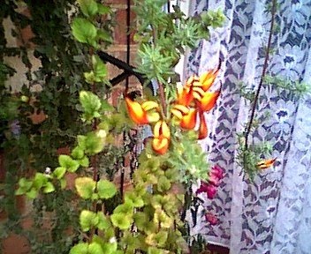 Lotus, Lotus Vine, Parrots Beak Gold Flash