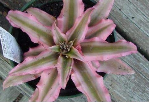 Cryptanthus Bromeliad, Earth Star Pink Starlite
