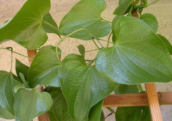Wild Mexican Yam, Barbasco, Colic Root