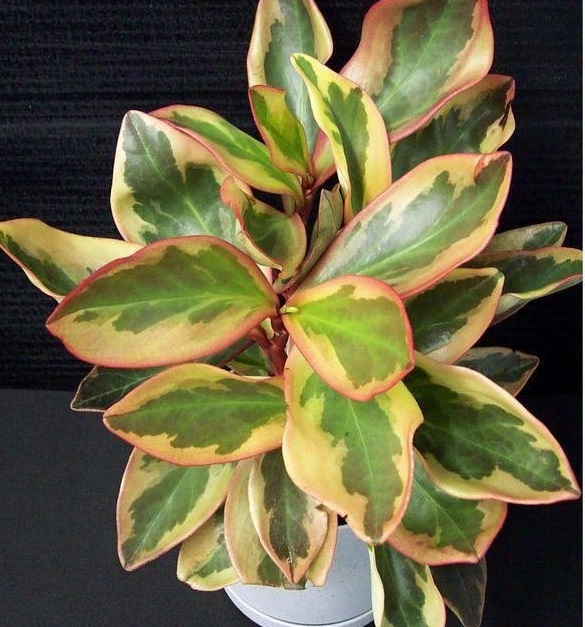 Red Edge Peperomia
