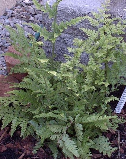 Lace Fern, Palapalai