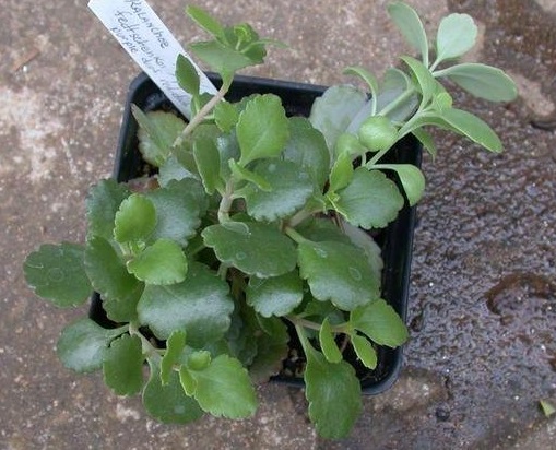 Kalanchoe Species, Kalanchoe Stonecrop, Lavender Scallops