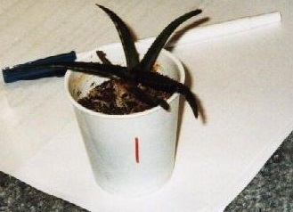Aloe Species, Dwarf Aloe, Baker Aloe