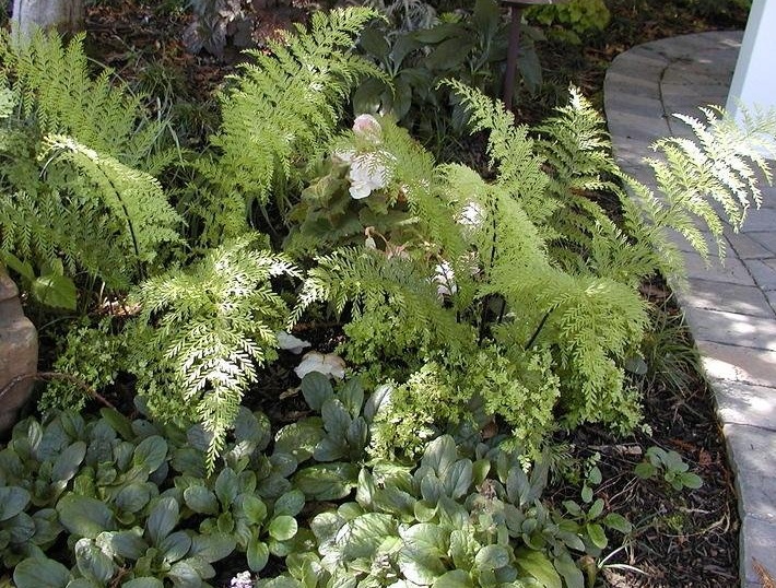 Asplenium Species, Mauritius Spleenwort, Mother Fern