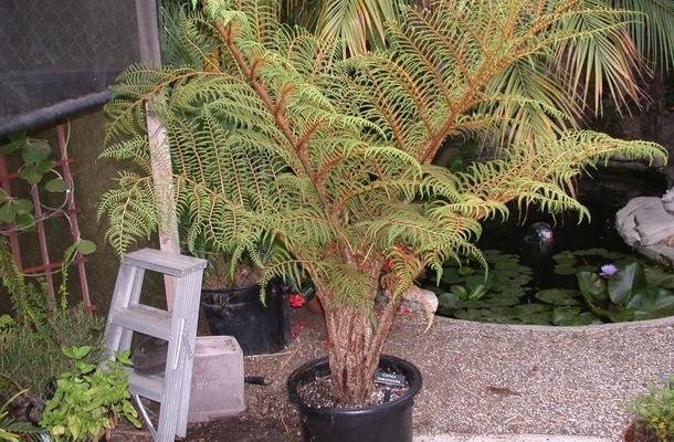 Sphaeropteris Species, Soft New Guinea Tree Fern