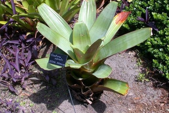 Alcantarea Bromeliad Species, Imperial Bromeliad