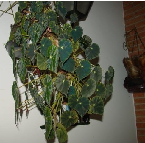 Begonia Species, Eyelash Begonia, Tiger Paw Begonia