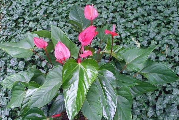 Anthurium, Flamingo Flower Red Hot