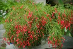 Russelia, Red Firecracker Plant, Round-Leaf Firecracker Plant, San Carlos Red Firecracker Plant 'San Carlos'