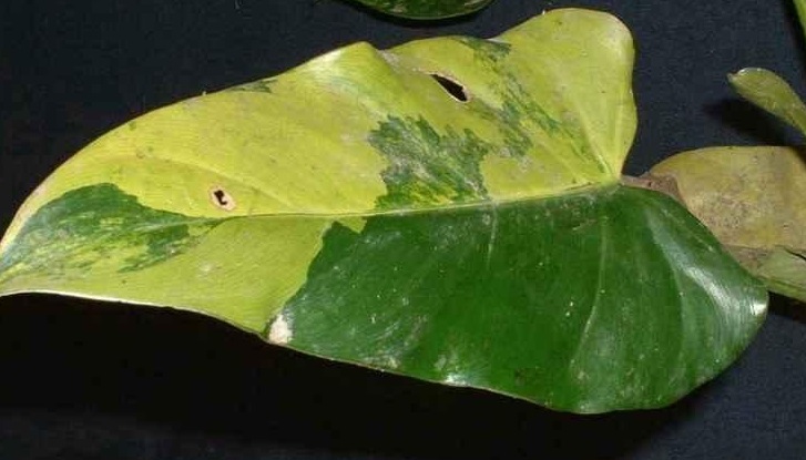 Philodendron, Variegated Spade Leaf Philodendron Variegatum