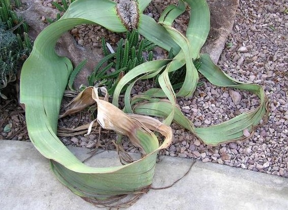 Welwitschia Species, Wonderplant