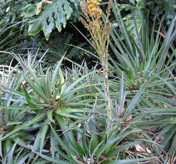 Dyckia Bromeliad Species