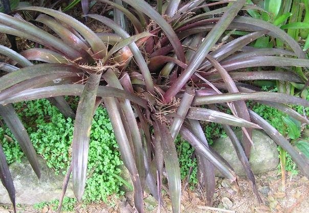 Aechmea Bromeliad, Urn Plant Burgundy
